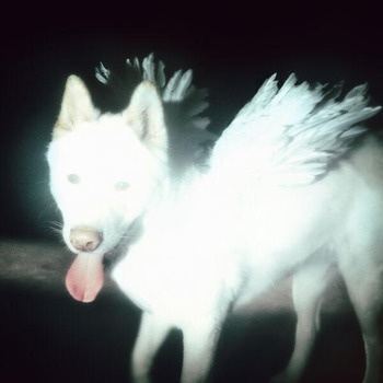 Fat_Dog-Cancel_Me_(Im_Tired)-24BIT-WEB-FLAC-2026-TRB