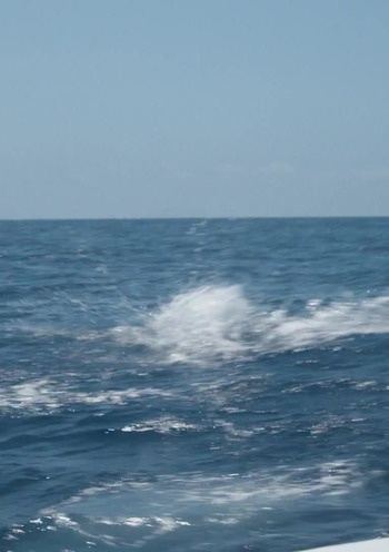 Marlin.Kings.Chasing.Giants.S01E02.1080p.HDTV.H264-TRB